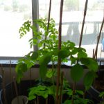 Moringa Oleifera Seedlings are easy to grow. Their leaves have dense nutrition including all 8 amino acids.