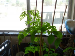 Moringa Seedlings