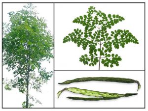 Moringa leaves and pods are eaten straight from the tree.