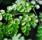 Moringa Leaves are a nutritious addition to your daily meal plan.