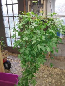 Jiaogulan, Immortality Vine