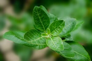Ashwagandha is an important adaptogen herbs for calmness and immune system health.