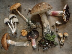 Medical mushrooms in cooking improves the nutrtion of the dish.