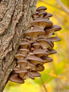 Mushrooms comes in so many different forms for health. photo by Volodymyr Tokar on Unsplash