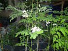 Growing Moringa trees from seed is fun!