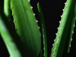 Drinking aloe juice is contraindicated when pregnant.