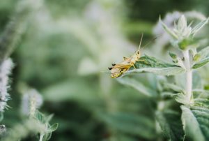 What FDA Legally Allows: bugs might be ground into your noodles?