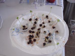 Spouting Moringa seeds in a cake carrier container.