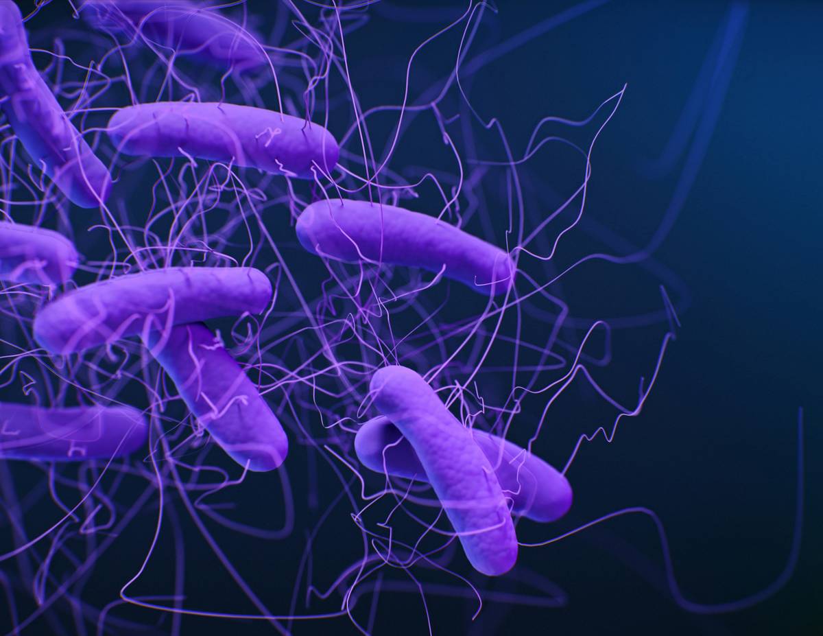 Lactobacillus probiotic bacteria under microscope showing rod-shaped microbes in a petri dish